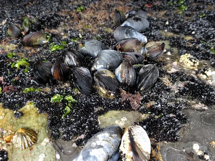 Mussels (rock mussels) (Mytilus spp., Choromytilus meridionalis, Perna perna)