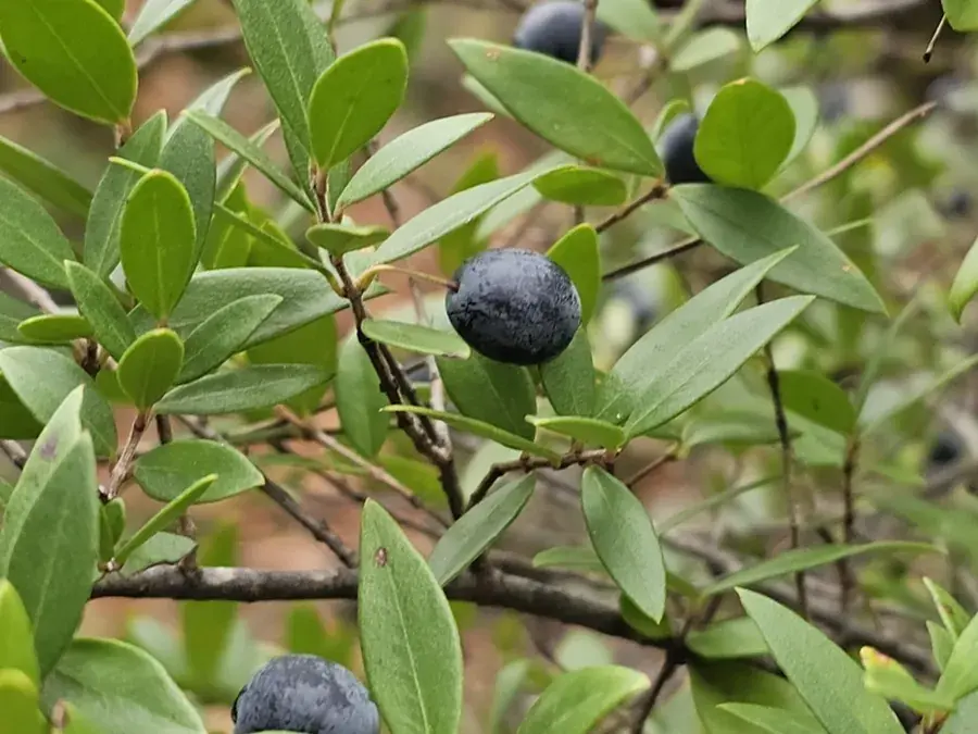 Myrtle (mirto) (Myrtus communis)