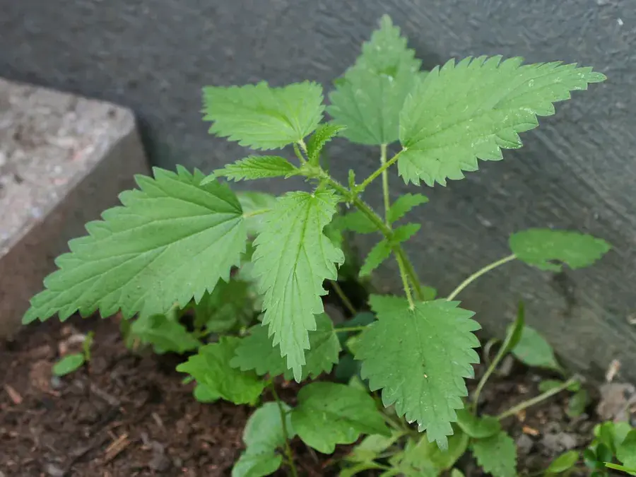 Stinging nettle (Urtica dioica)