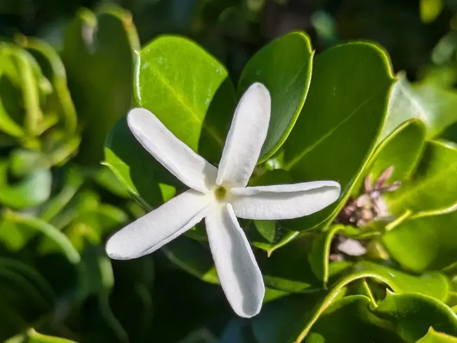 Num-num (Natal plum) (Carissa macrocarpa)