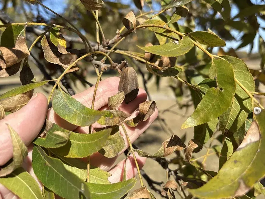 Wild pecans (Carya illinoinensis)