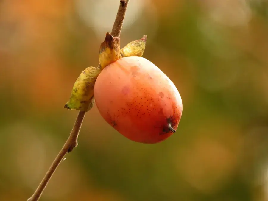 American persimmon (Diospyros virginiana)