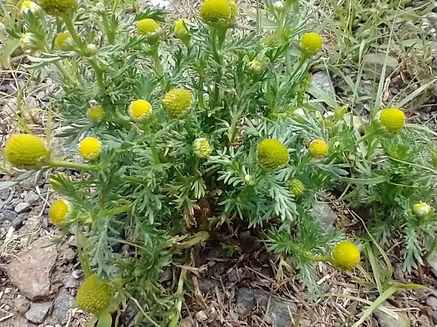 Pineapple weed (wild chamomile) (Matricaria discoidea)