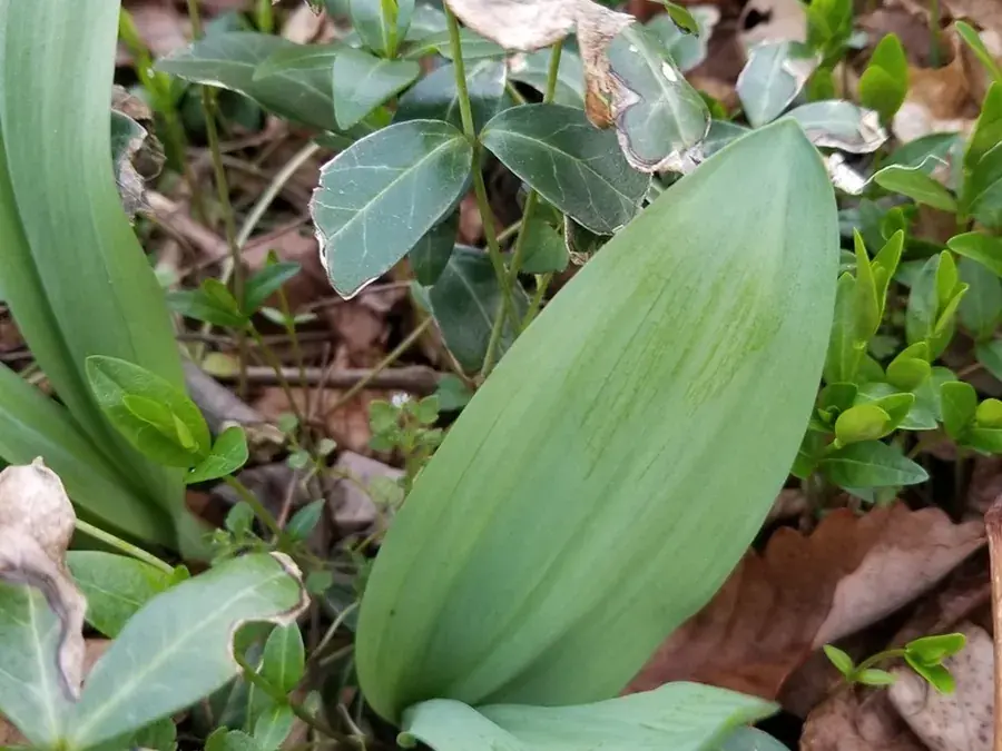 Ramps (wild leeks) (Allium tricoccum)