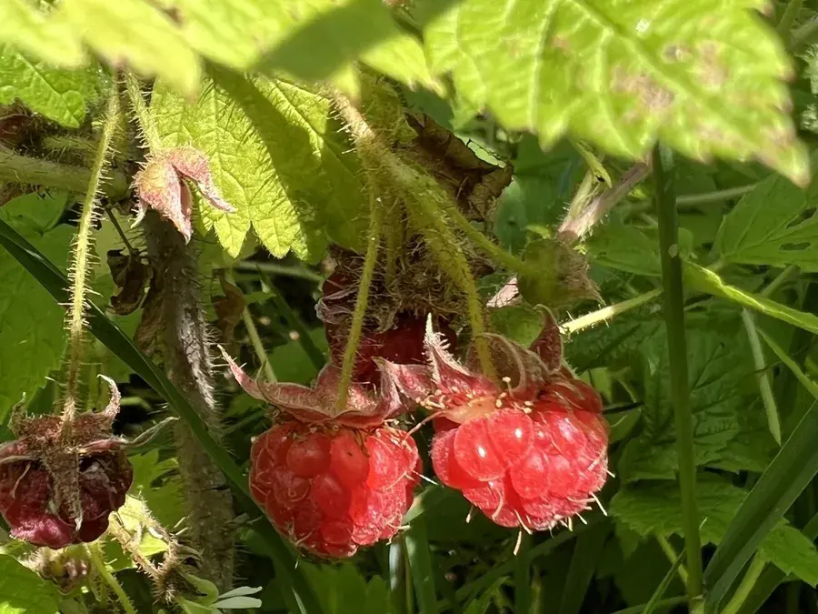Wild raspberries (Rubus idaeus)