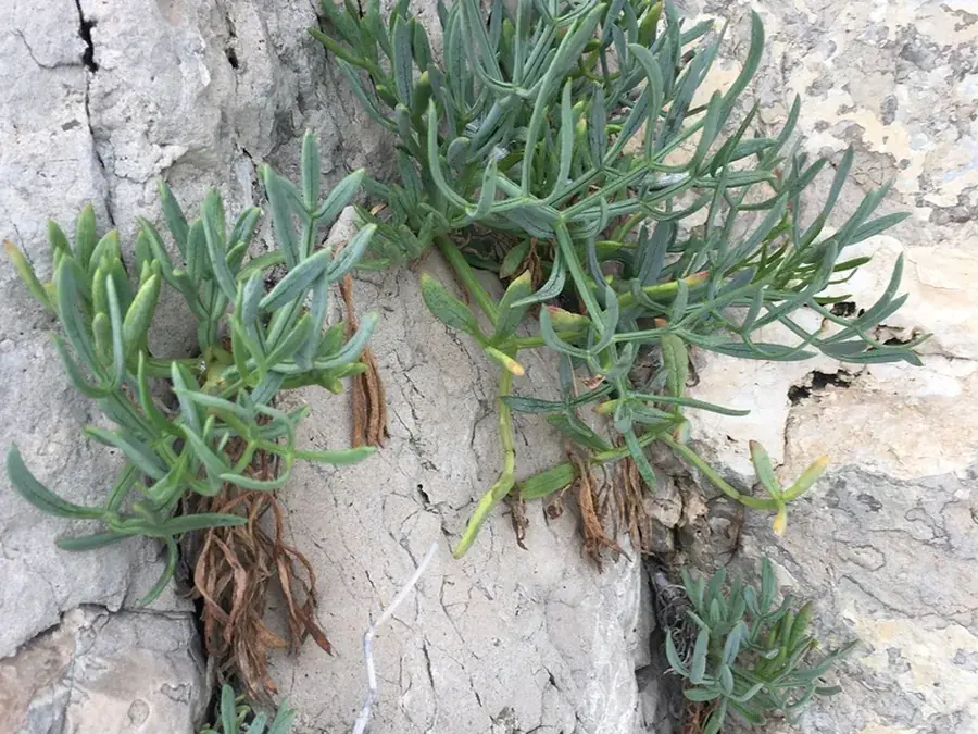 Rock samphire (sea fennel) (Crithmum maritimum)