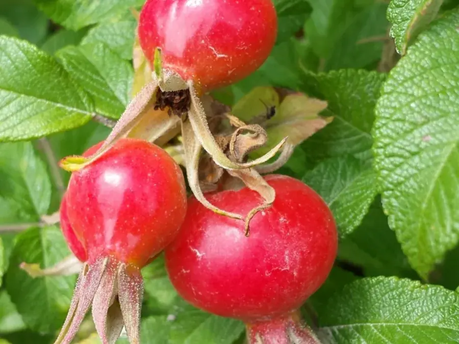 Rose hips (Rosa rugosa)