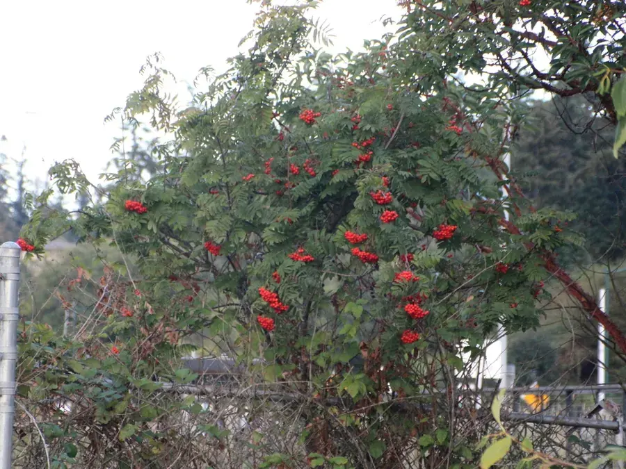 Rowan berries (Sorbus aucuparia)