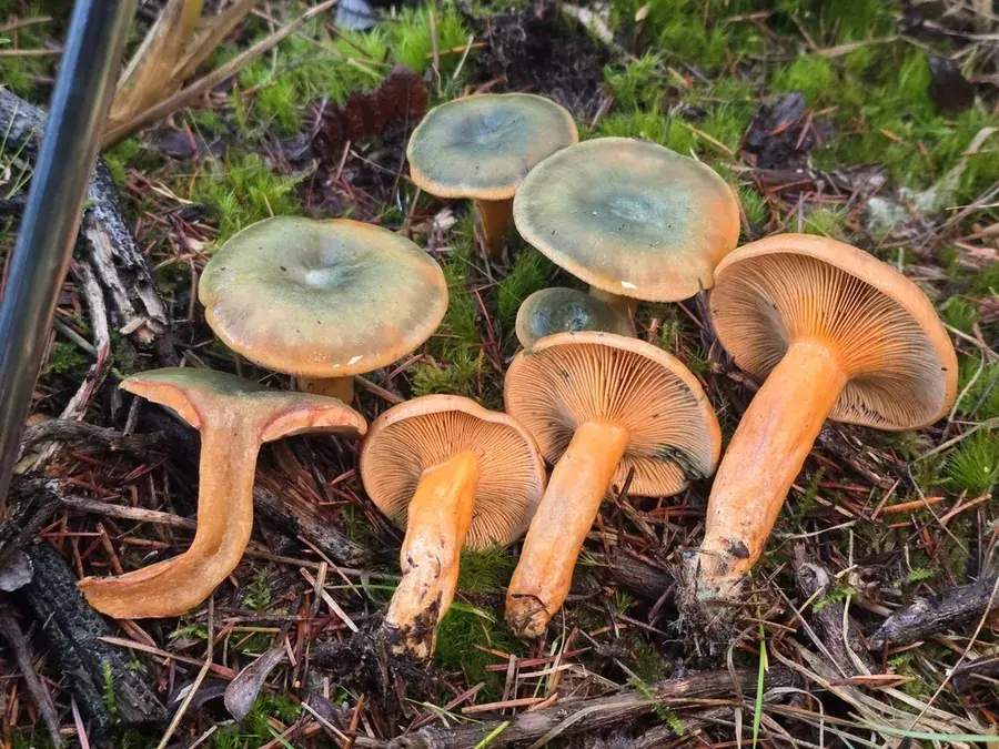 Saffron milk cap (Lactarius deliciosus)