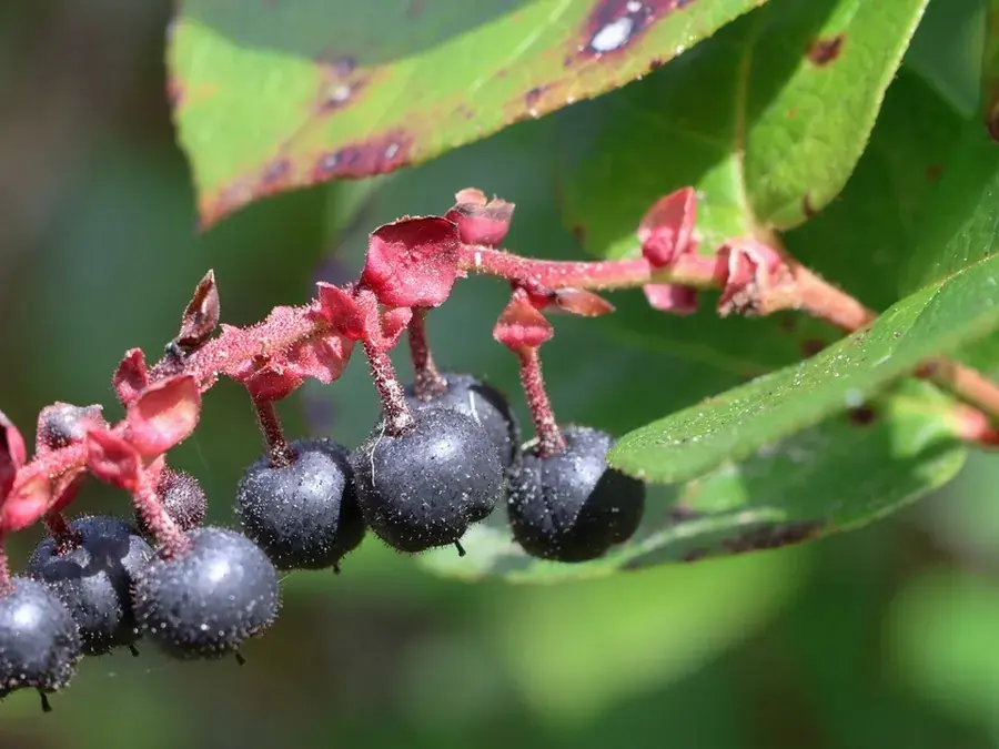 Salal (Gaultheria shallon)