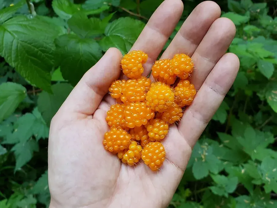 Salmonberry (Rubus spectabilis)