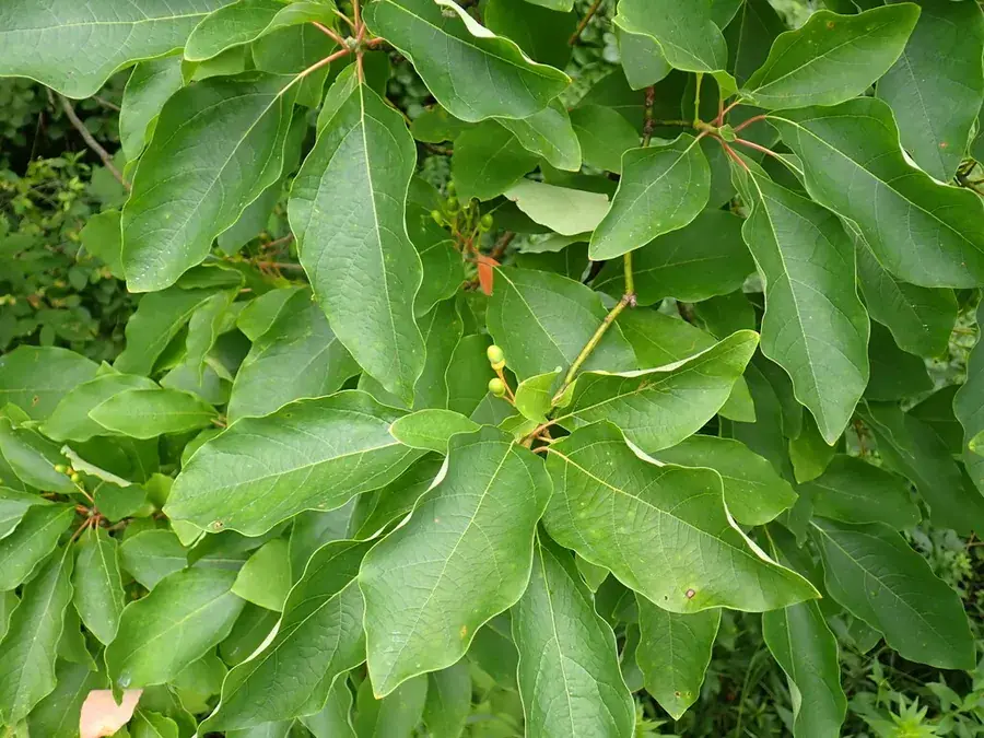Sassafras (Sassafras albidum)