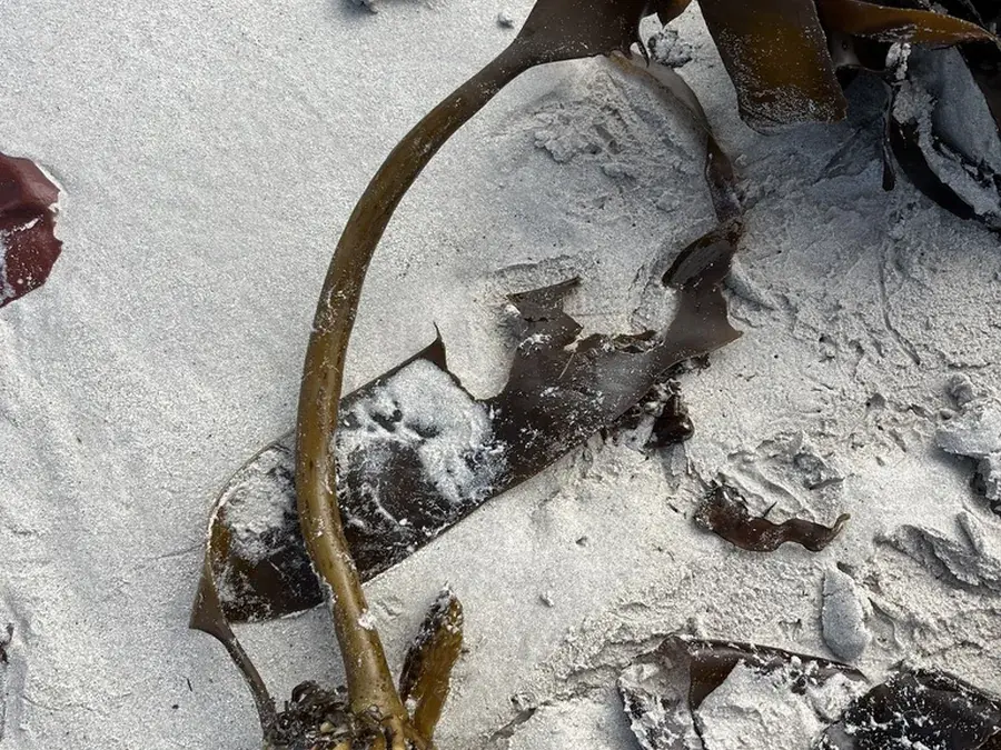 Sea bamboo (Cape kelp) (Ecklonia maxima)