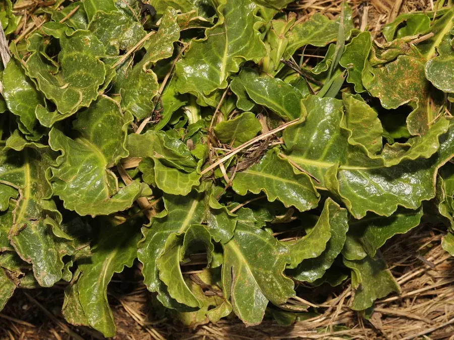 Sea beet (wild spinach) (Beta vulgaris subsp. maritima)