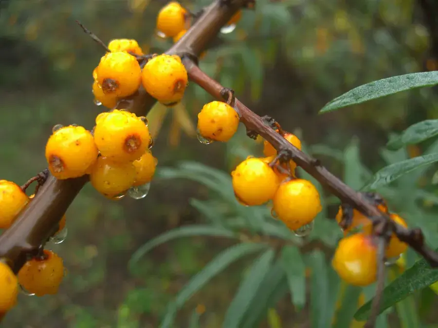 Sea buckthorn (Hippophae rhamnoides)