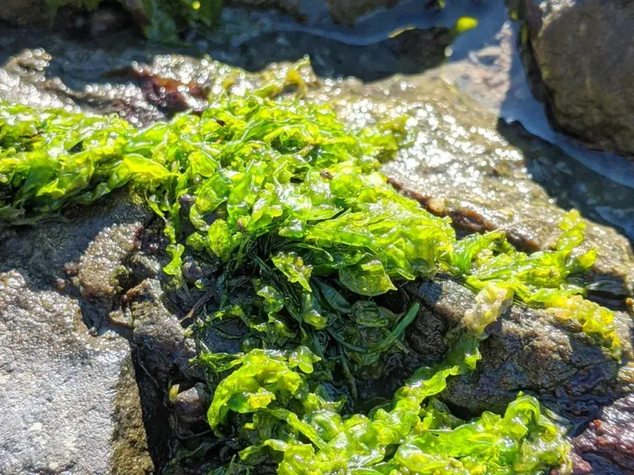 Sea lettuce (Ulva spp.)