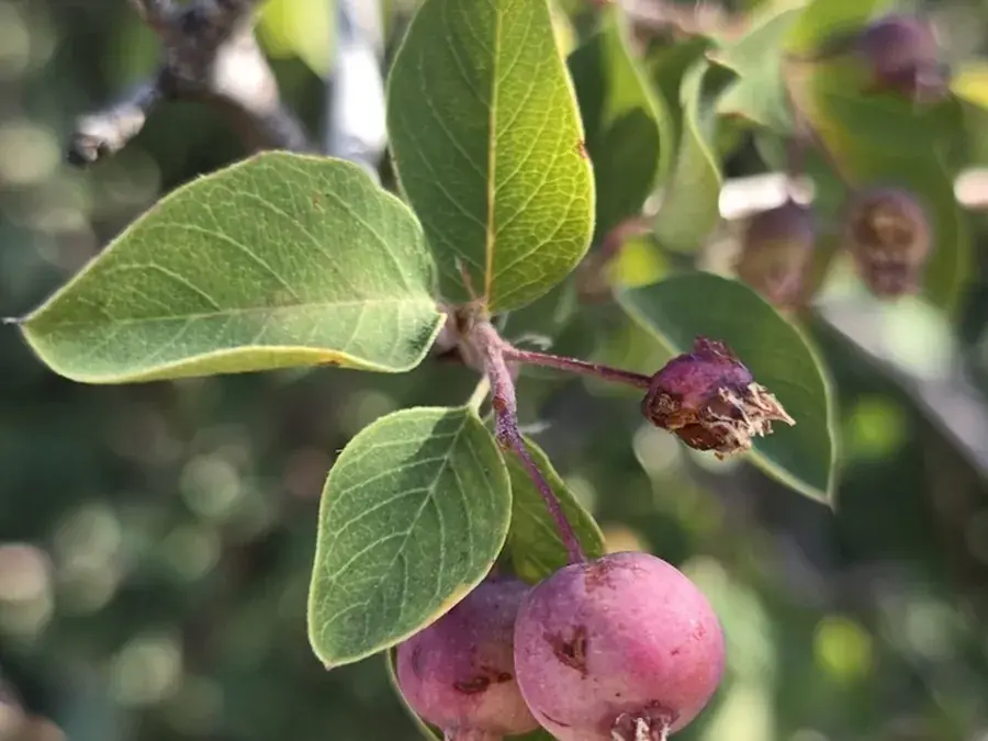 Serviceberry (saskatoon) (Amelanchier alnifolia)