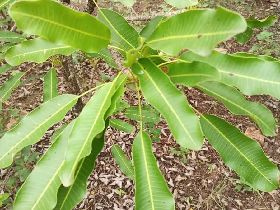 Shea fruit (Vitellaria paradoxa)