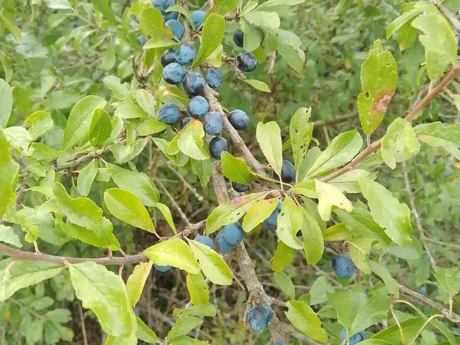 Sloes (blackthorn) (Prunus spinosa)