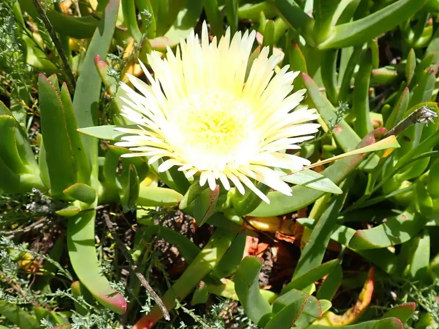 Sour fig (suurvy) (Carpobrotus edulis)
