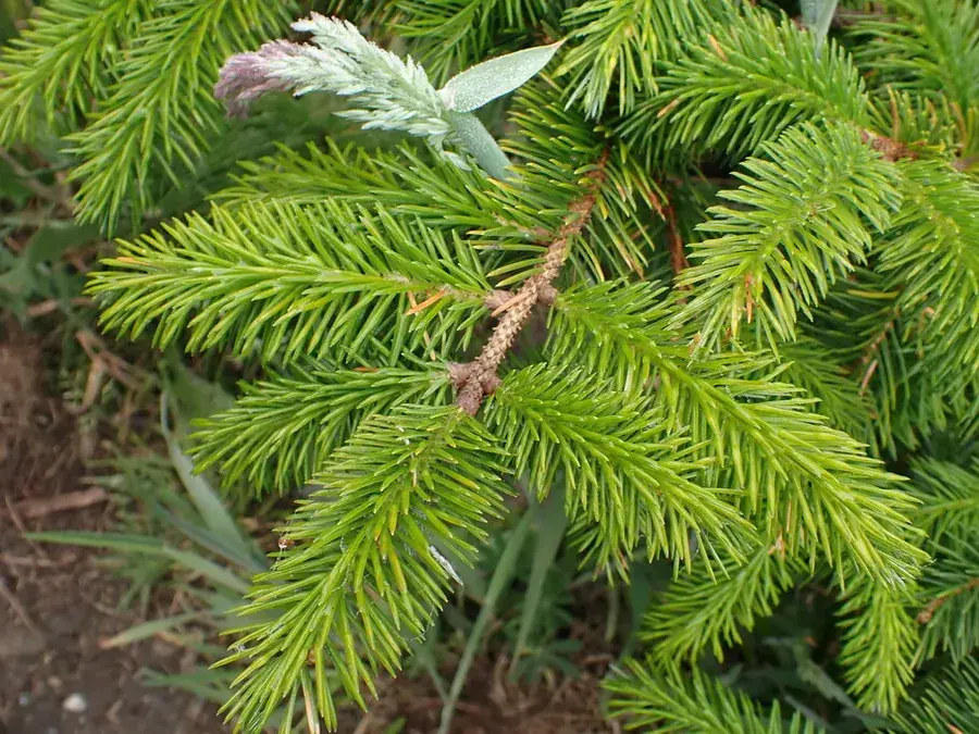 Spruce and fir tips (Picea spp.)