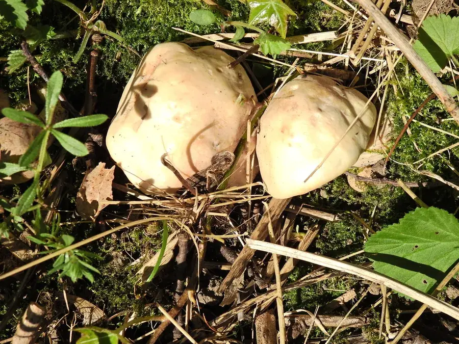 St George’s mushroom (Calocybe gambosa)