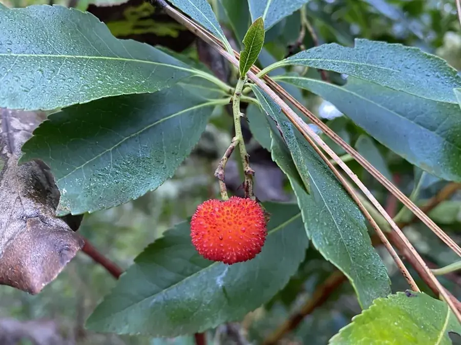 Strawberry tree (arbutus) (Arbutus unedo)
