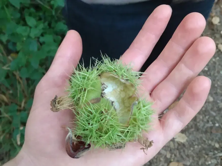 Sweet chestnut (Castanea sativa)