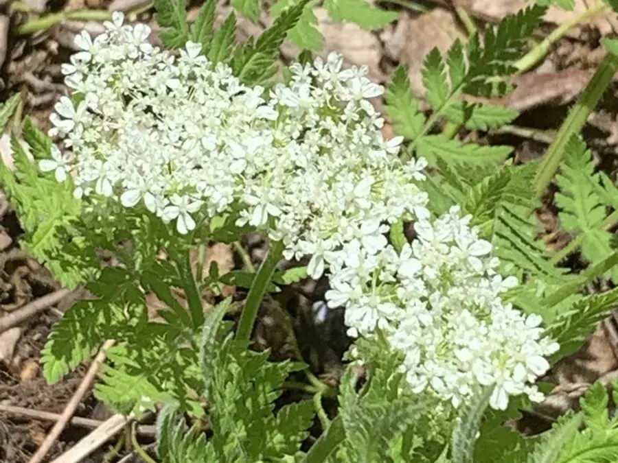 Sweet cicely (Myrrhis odorata)