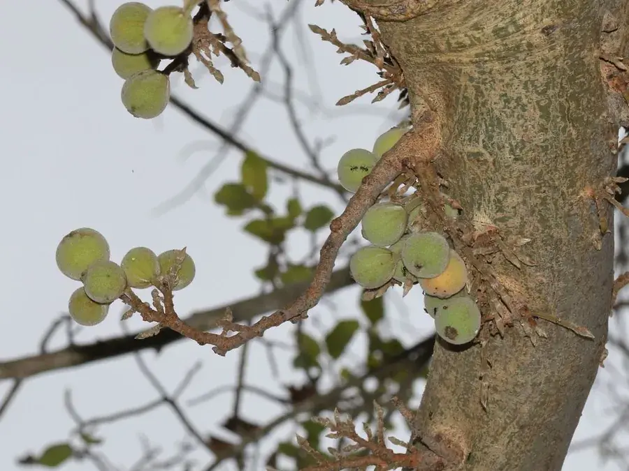 Sycamore fig (Ficus sycomorus)