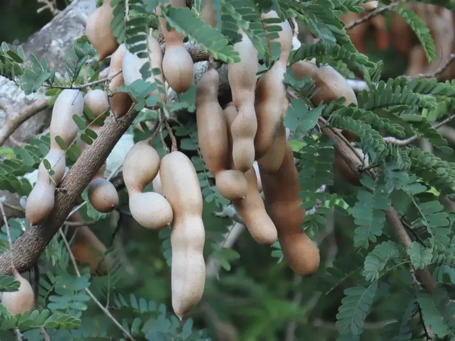 Tamarind (Tamarindus indica)
