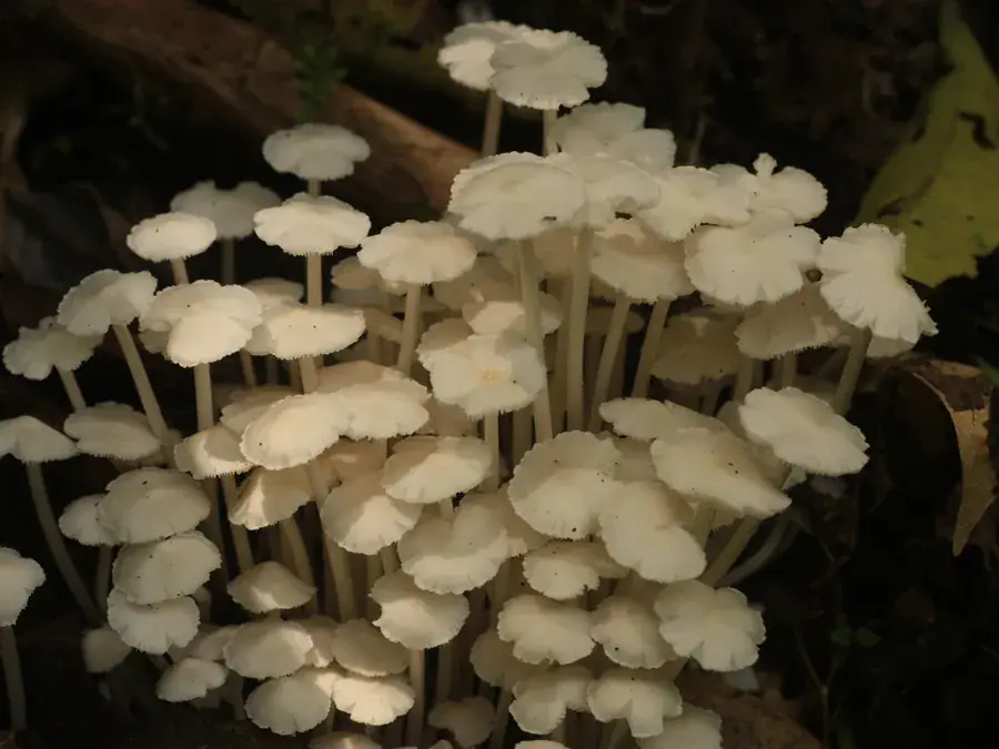 Termite mushrooms (omajowa) (Termitomyces spp.)