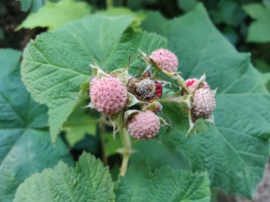 Thimbleberry (Rubus parviflorus)