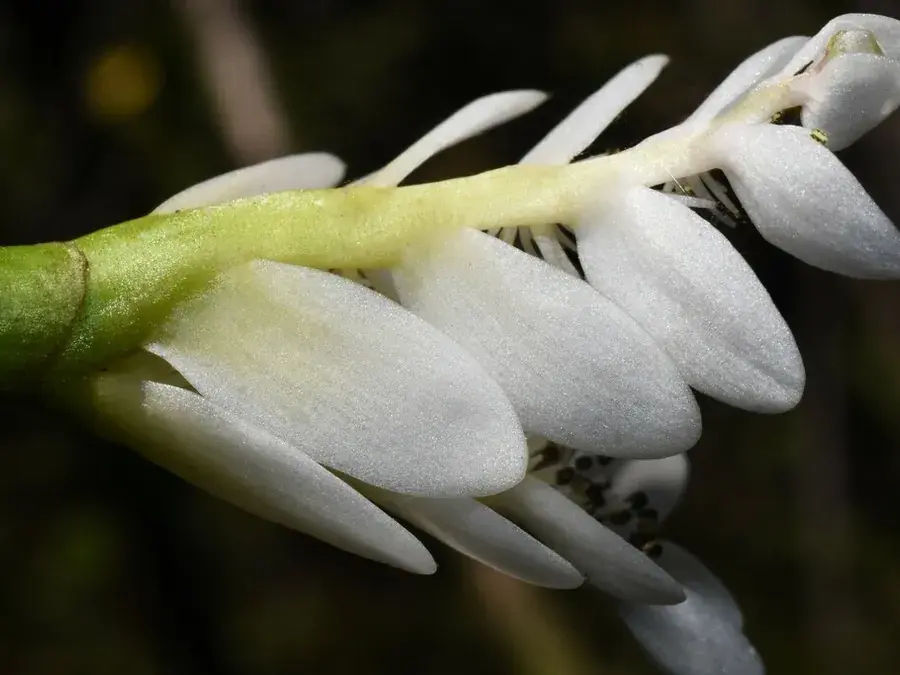 Waterblommetjie (Cape pondweed) (Aponogeton distachyos)