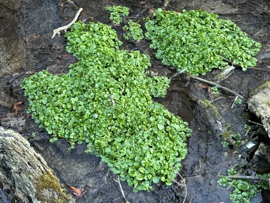 Watercress (Nasturtium officinale)