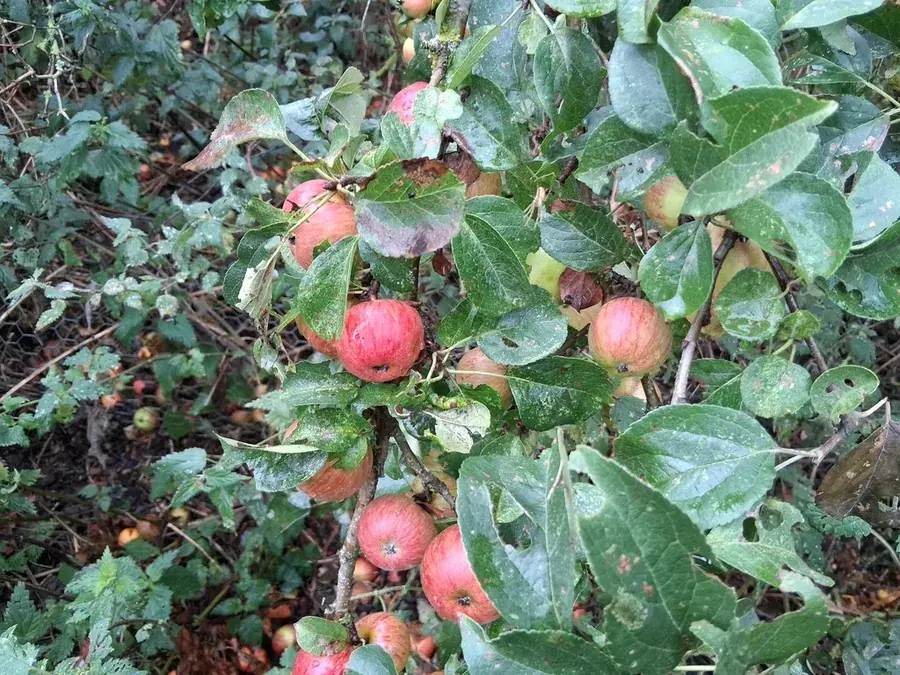 Wild and abandoned apples (Malus pumila)