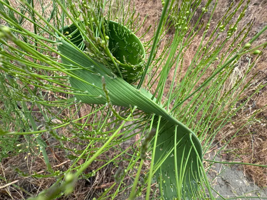 Wild asparagus (Asparagus officinalis)