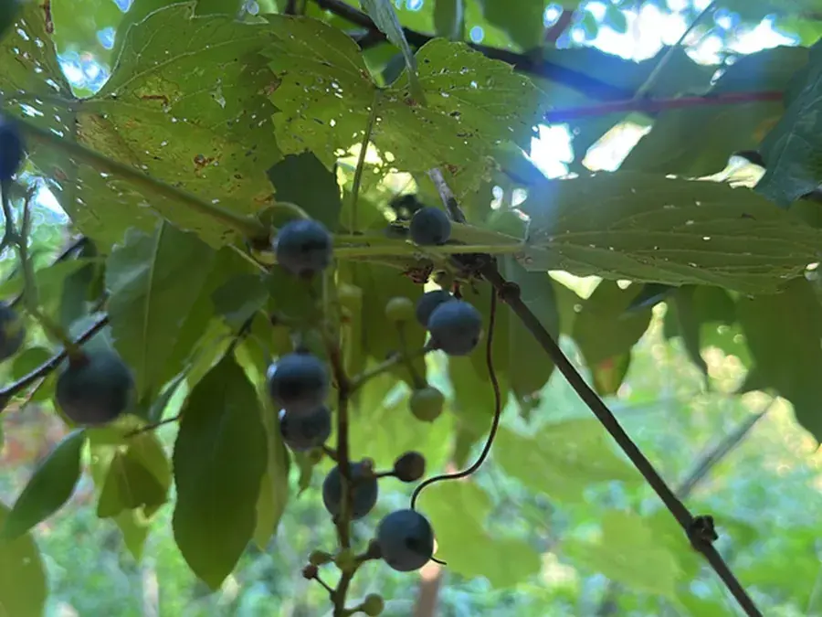 Wild grapes (Vitis riparia)