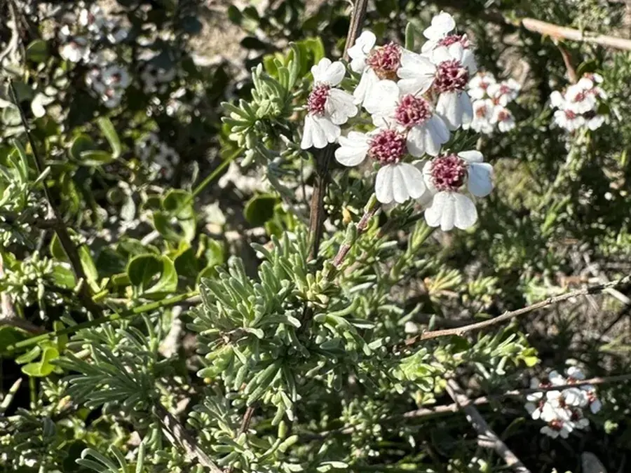 Wild rosemary (kapokbos) (Eriocephalus africanus)