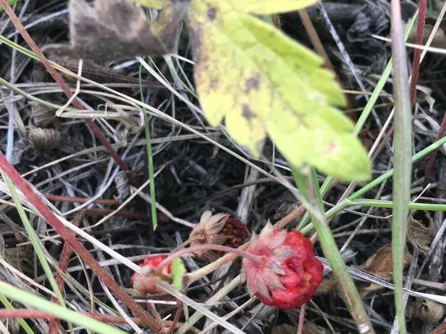 Wild strawberry (Fragaria virginiana)