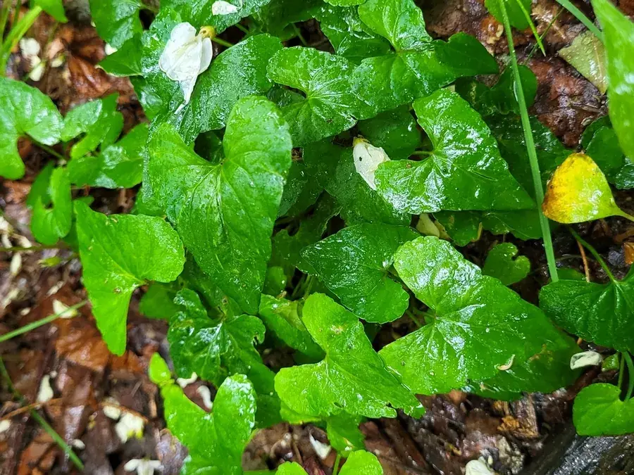 Wild violets (Viola sororia)