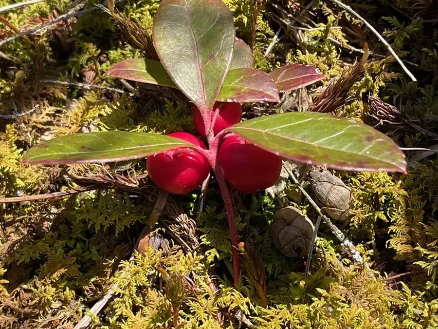 Wintergreen (teaberry) (Gaultheria procumbens)