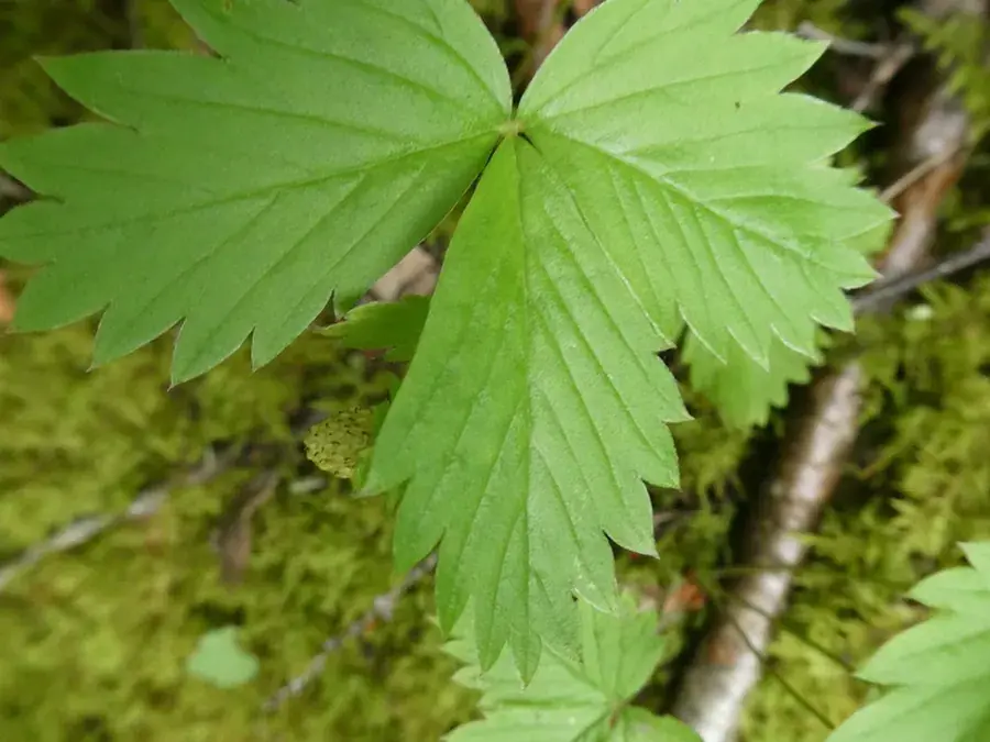 Woodland strawberry (Fragaria vesca)