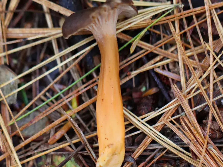 Yellowfoot (winter chanterelle) (Craterellus tubaeformis)